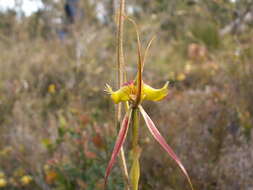 Image of Butterfly orchid