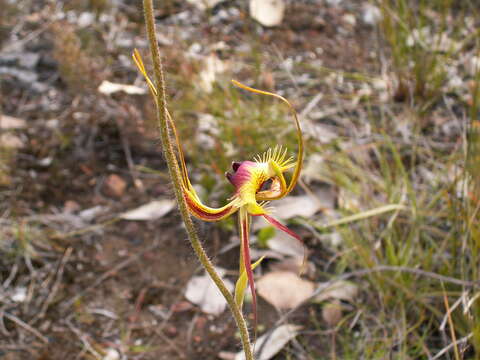 Image of Butterfly orchid