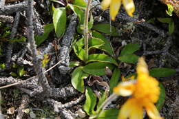 Image of snow arnica