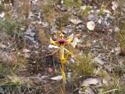 Image of Butterfly orchid