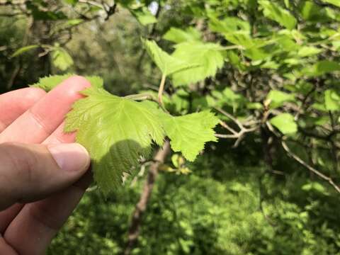 Image de Crataegus mollis (Torr. & Gray) Scheele