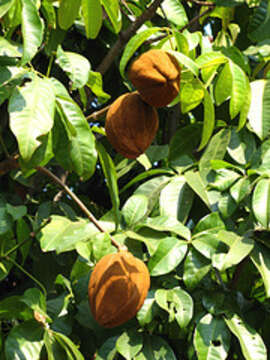 Image of Guiana-chestnut