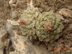 Sivun Strombocactus disciformis subsp. disciformis kuva