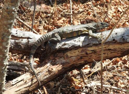 Image de Ctenosaura pectinata (Wiegmann 1834)