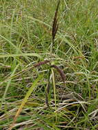 Image of Sitka sedge