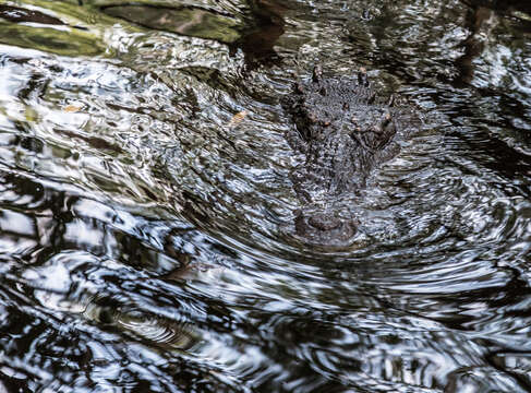 Imagem de Crocodylus acutus (Cuvier 1807)