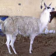 Image of llama