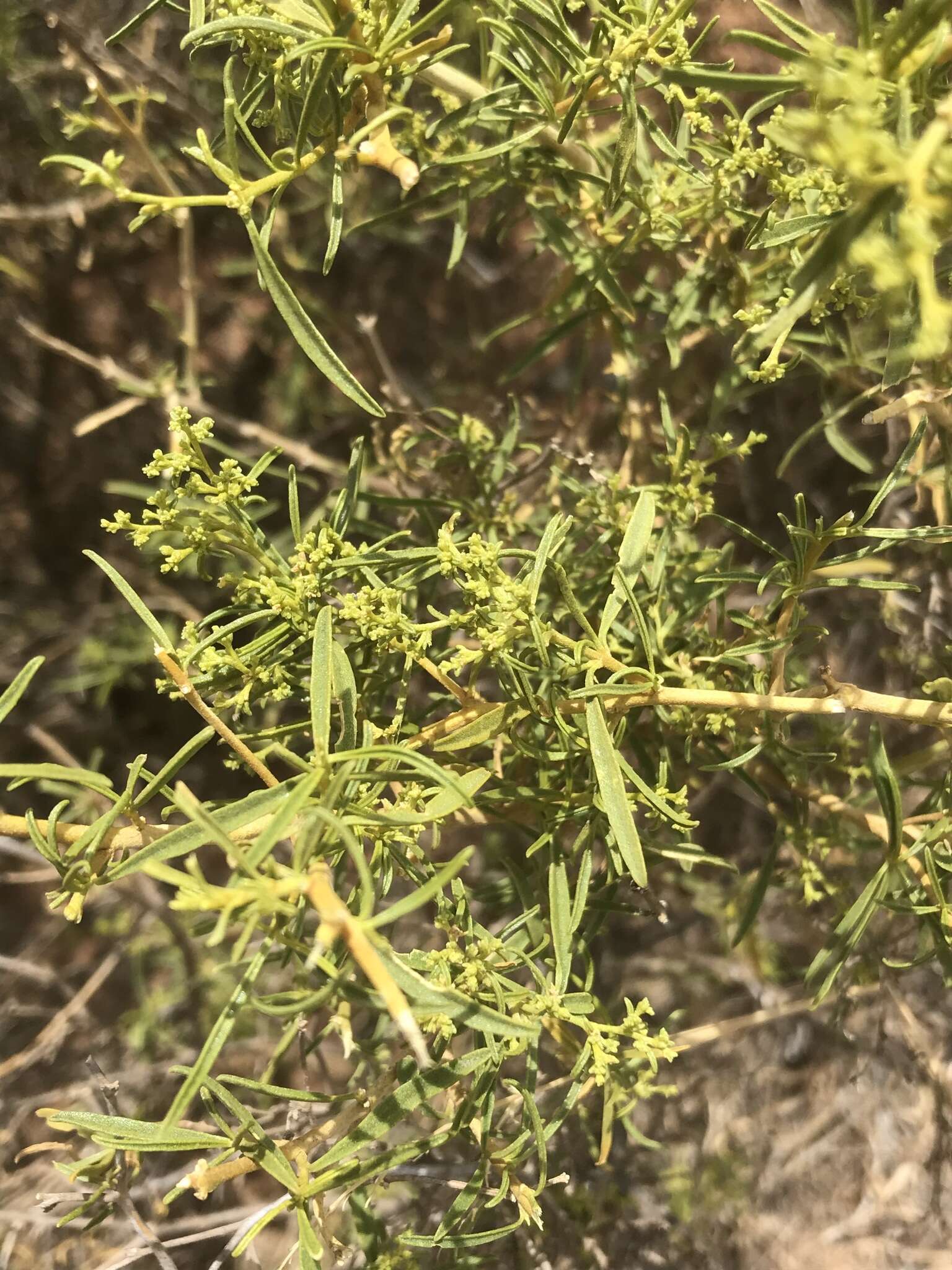 Image of Aizoon africanum (L.) Klak