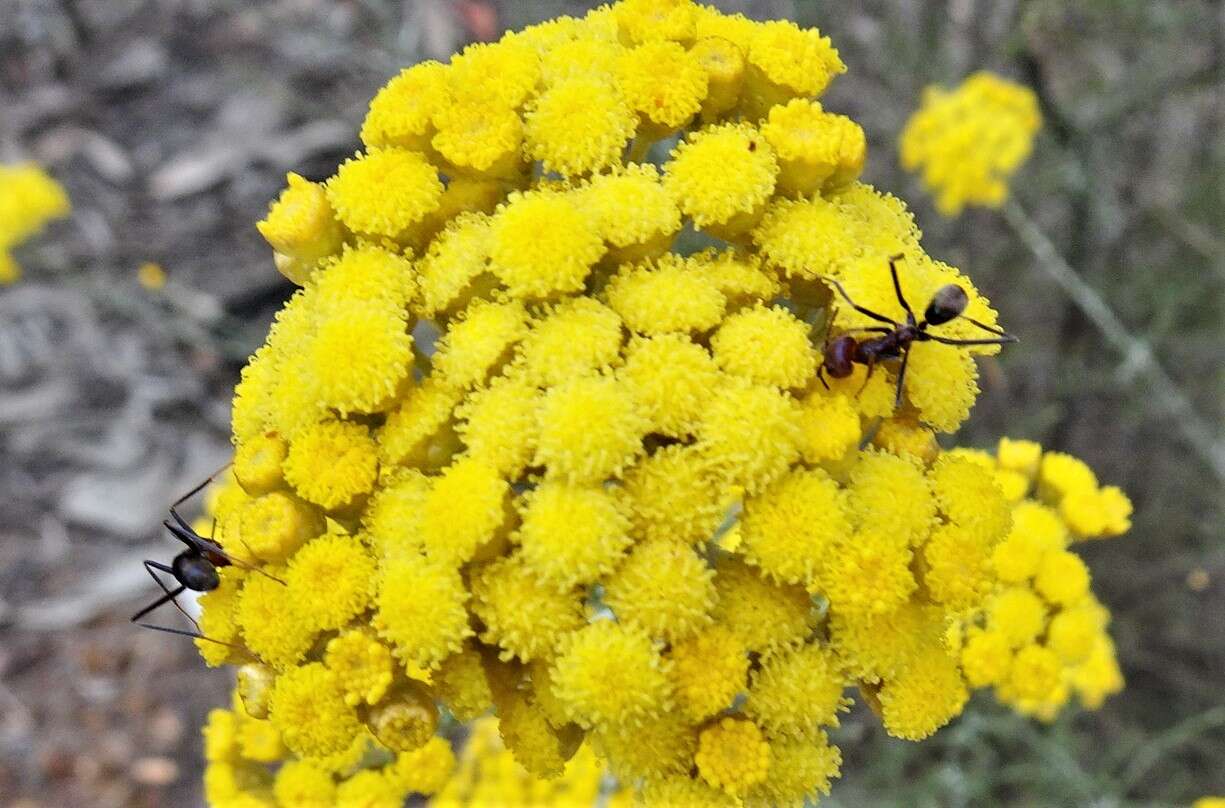 صورة Ozothamnus diotophyllus (F. Müll.) A. A. Anderberg