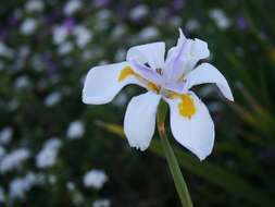 Image of Wild iris