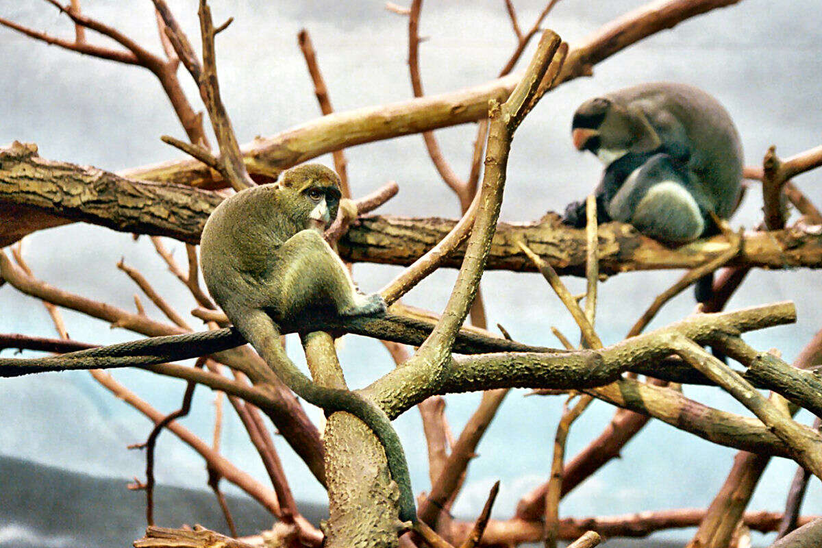 Imagem de Cercopithecus neglectus Schlegel 1876