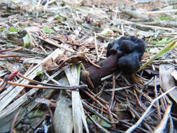 Plancia ëd Gyromitra longipes Harmaja 1979