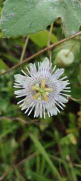 Image of Passiflora colimensis Mast. & Rose ex Rose