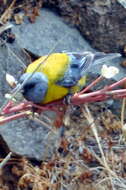 Image of Patagonian Sierra Finch