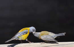 Image of Patagonian Sierra Finch