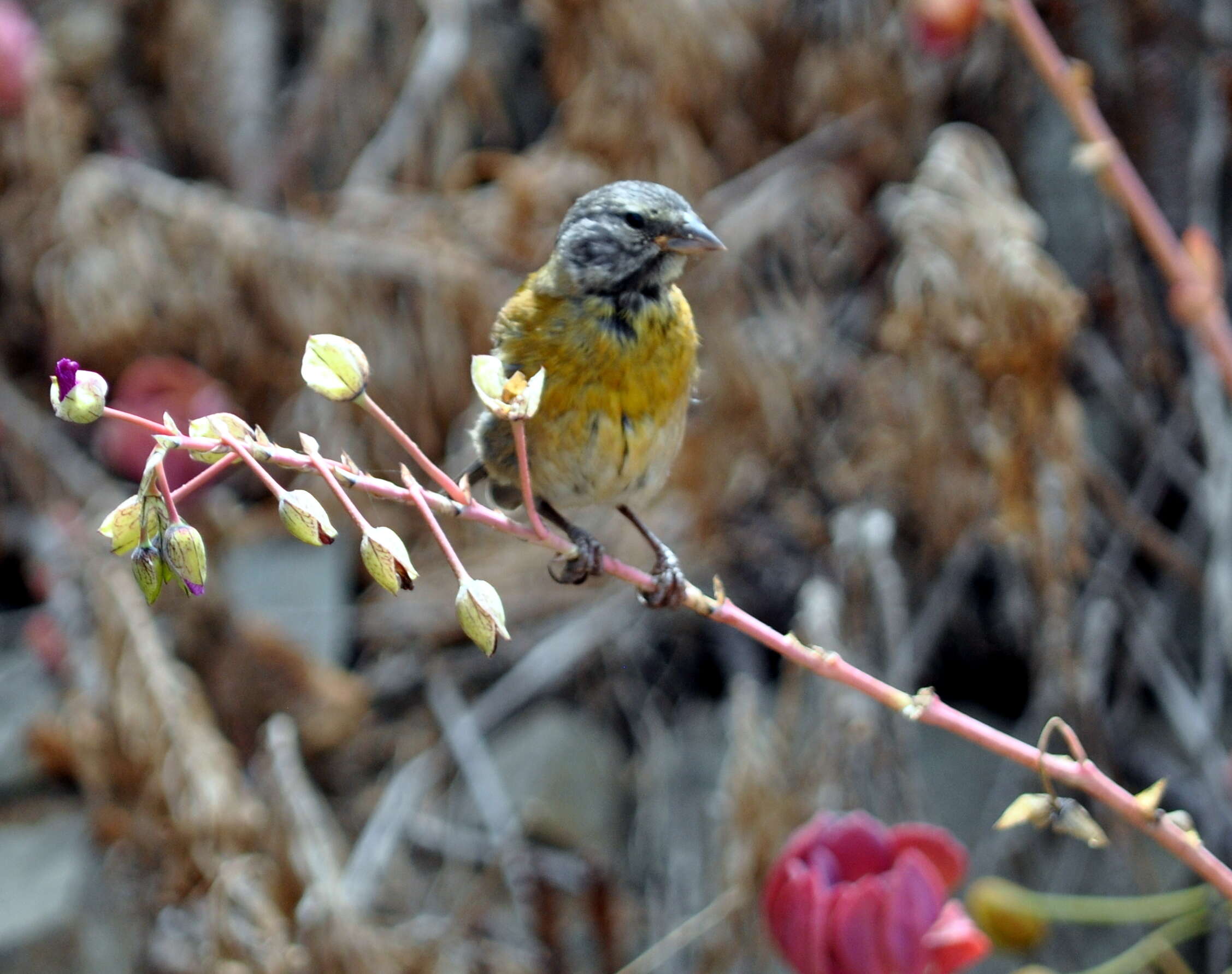 Image of Patagonian Sierra Finch