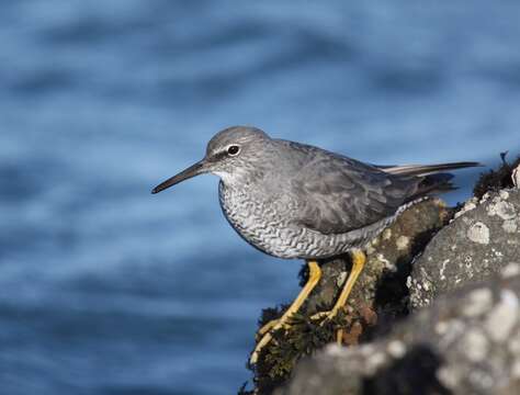 Image of Wandering (Alaskan) Tattler