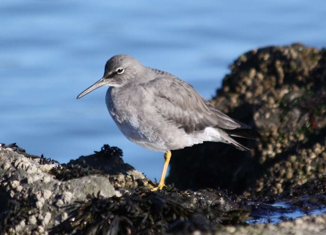 Image of Wandering (Alaskan) Tattler