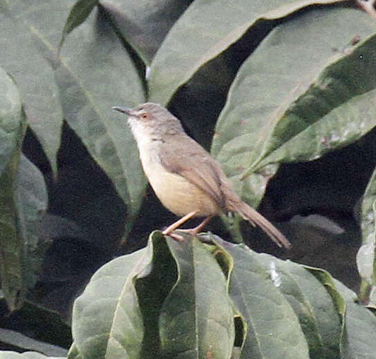 Image of Tawny-flanked Prinia