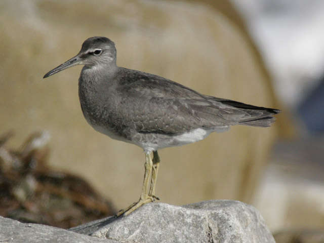 Image of Wandering (Alaskan) Tattler