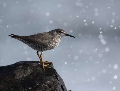 Image of Wandering (Alaskan) Tattler