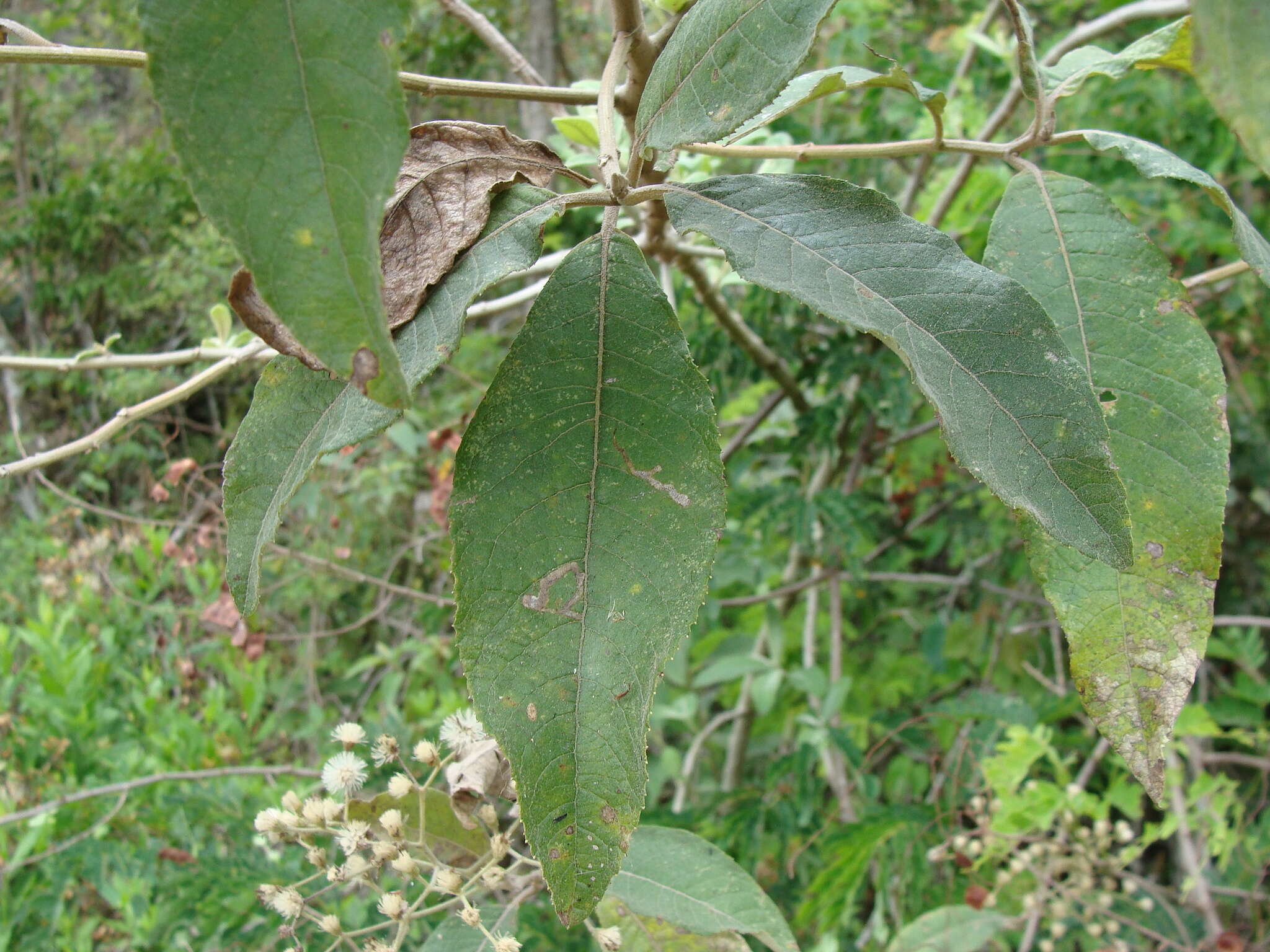 Image of Lepidaploa polypleura (S. F. Blake) H. Robinson