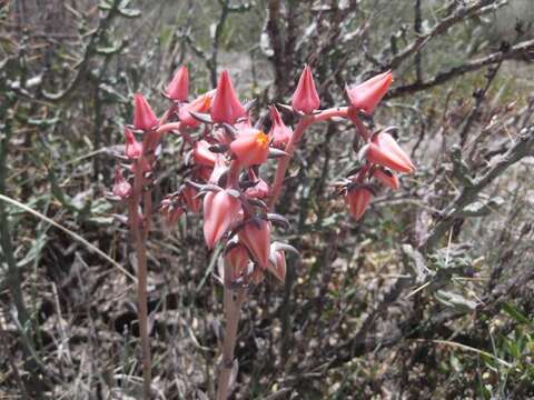 Sivun Echeveria bifida Schltdl. kuva