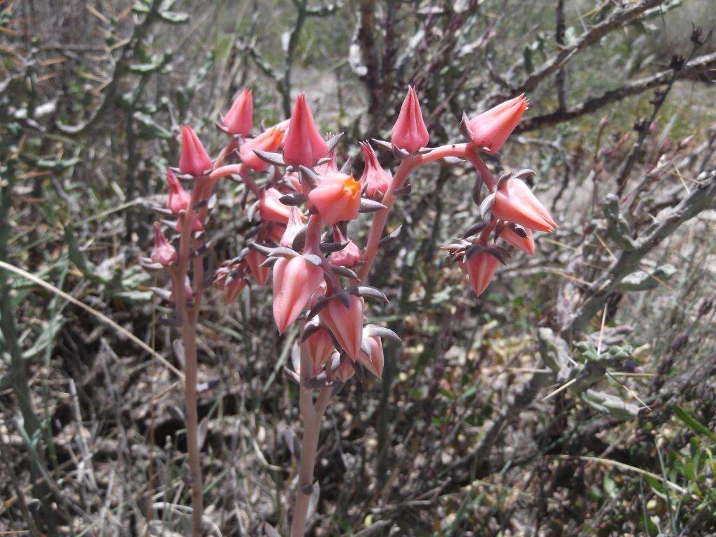 Sivun Echeveria bifida Schltdl. kuva