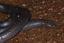 Image of Common Purple-glossed Snake