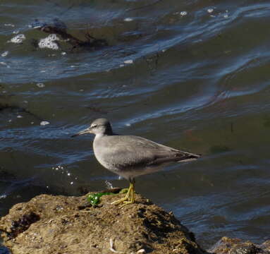 Image of Wandering (Alaskan) Tattler