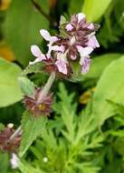 Stachys melissifolia Benth. resmi