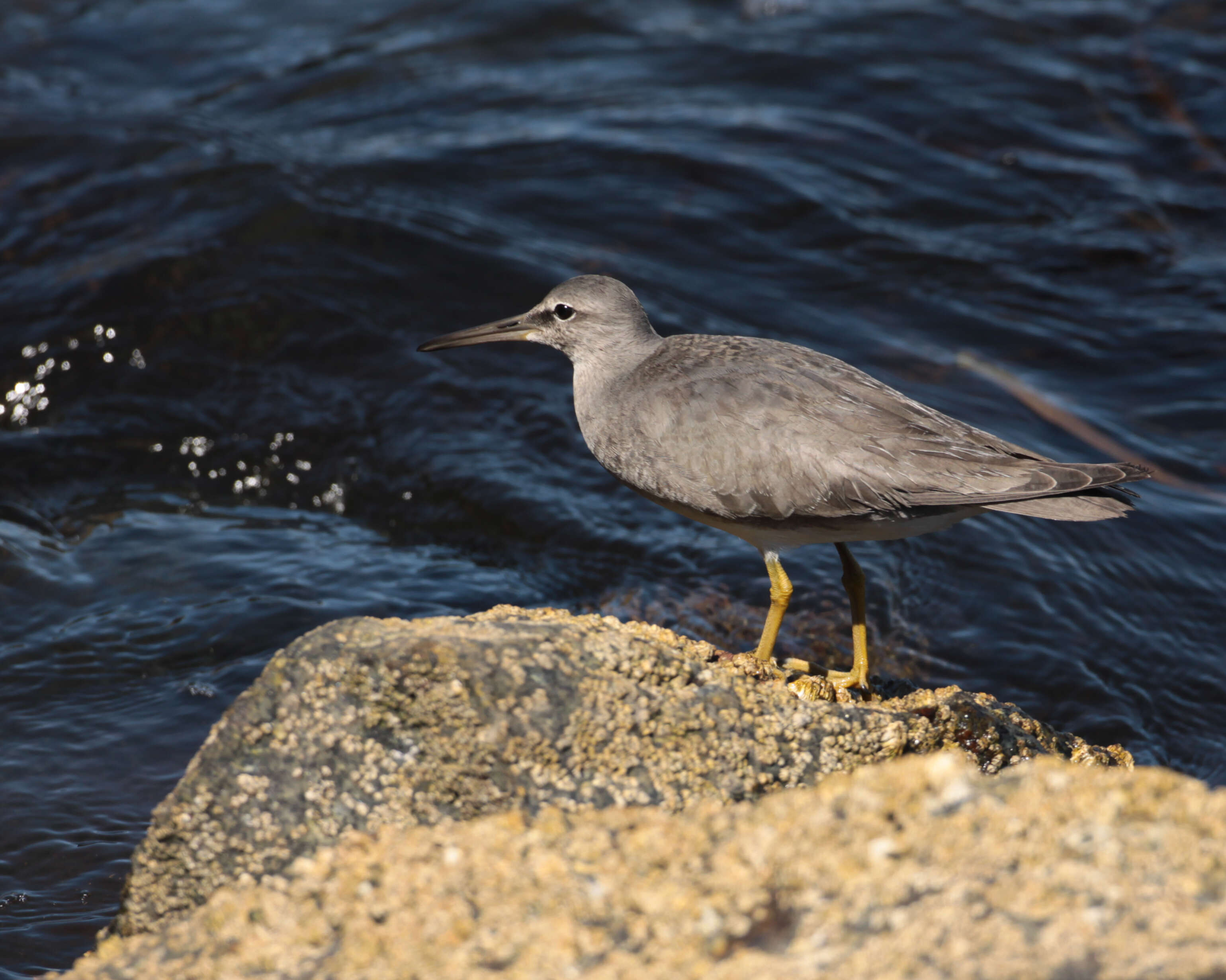 Image of Wandering (Alaskan) Tattler