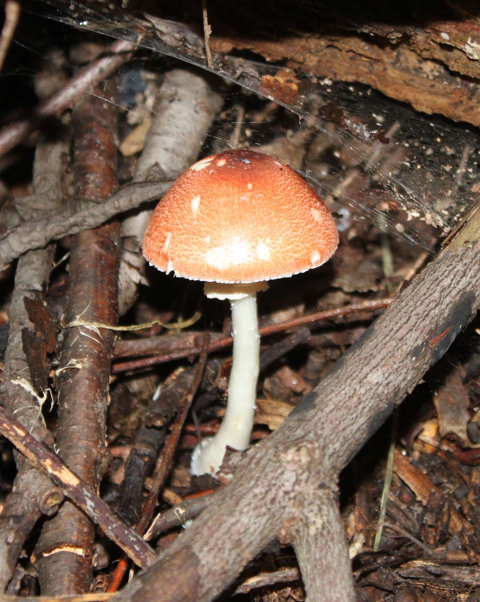 Leucoagaricus rubrotinctus (Peck) Singer 1948 resmi