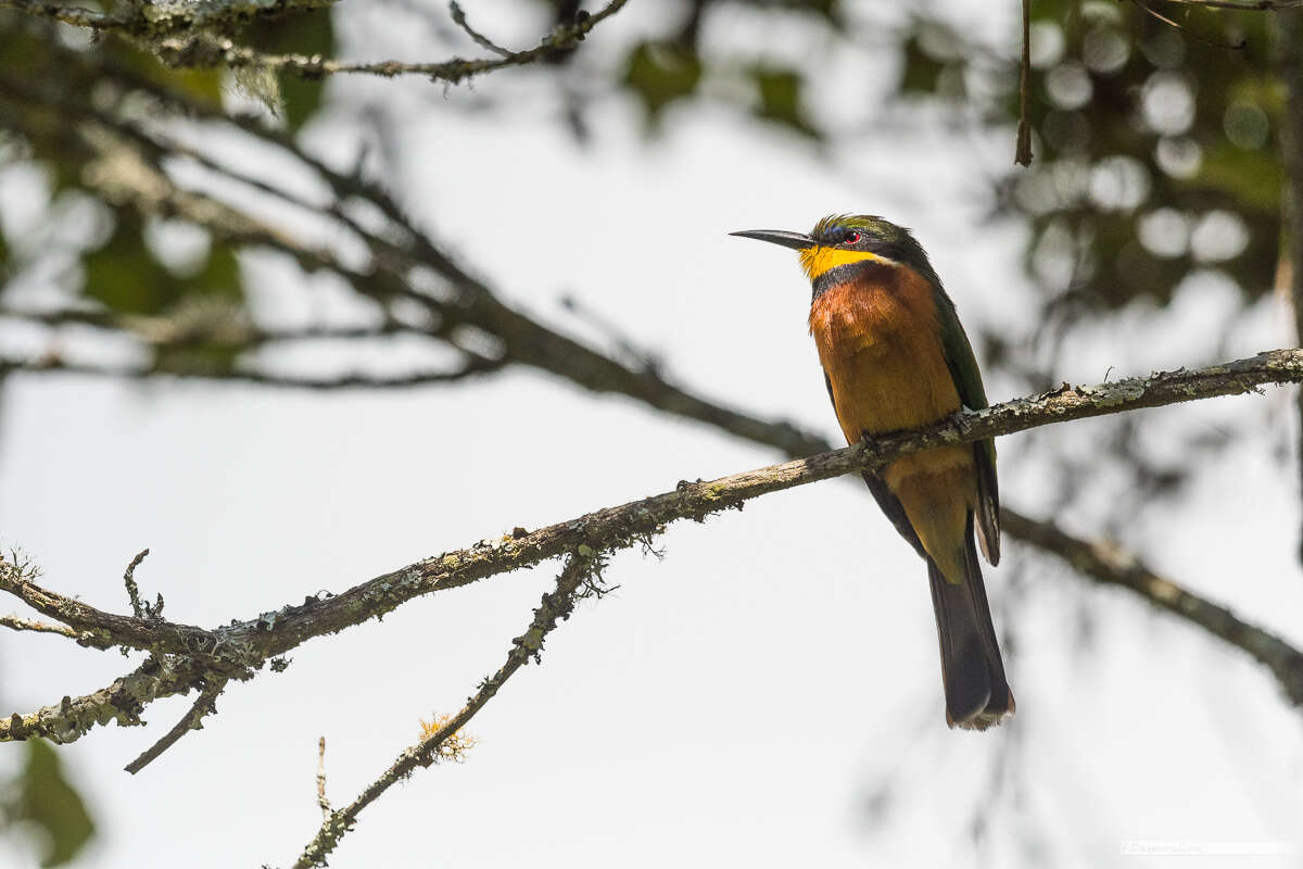 Image of Cinnamon-breasted Bee-eater