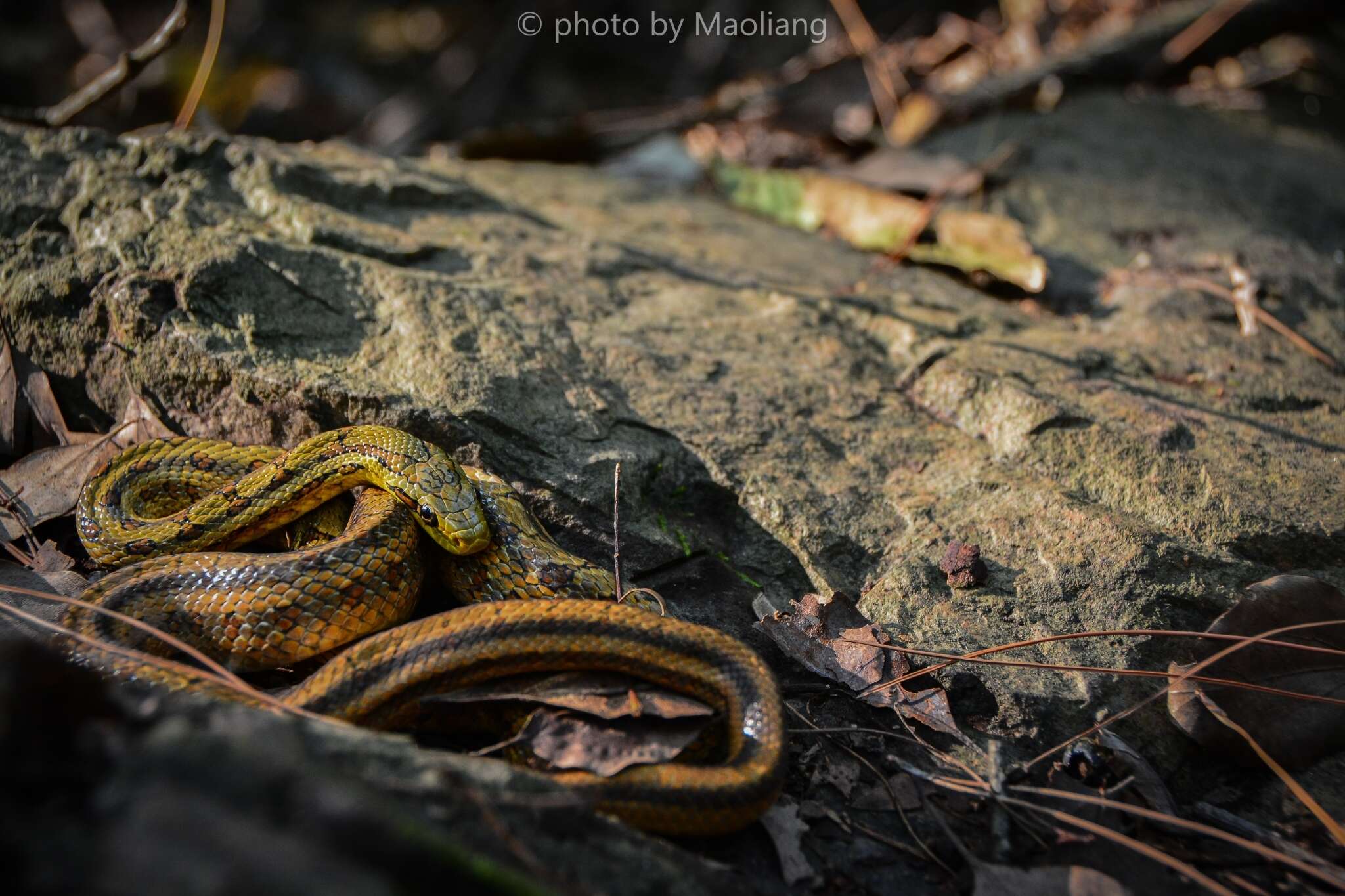 Image of Chinese Leopard Snake