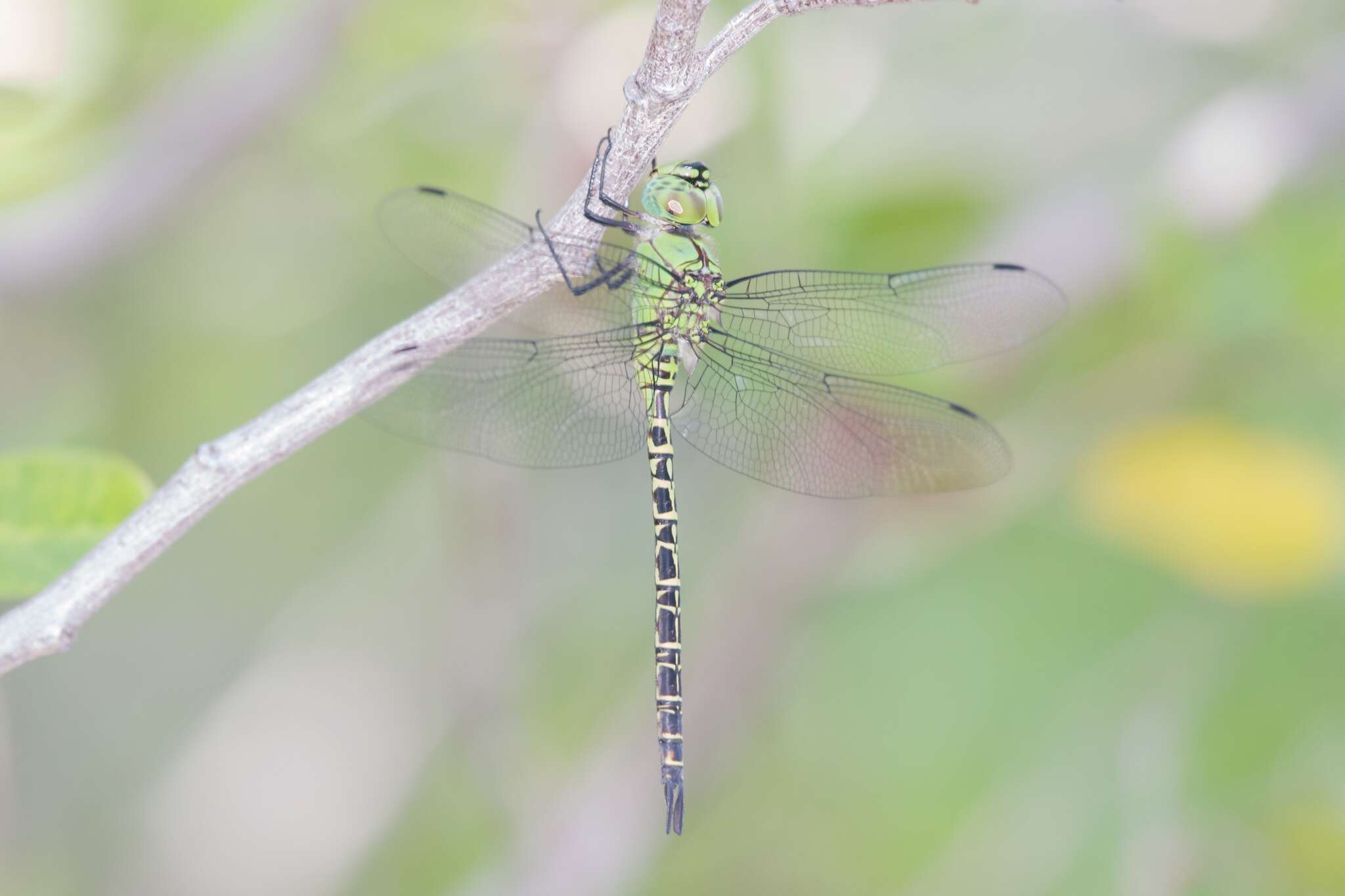 Image of Mangrove Darner