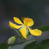 Image of Mickey Mouse plant