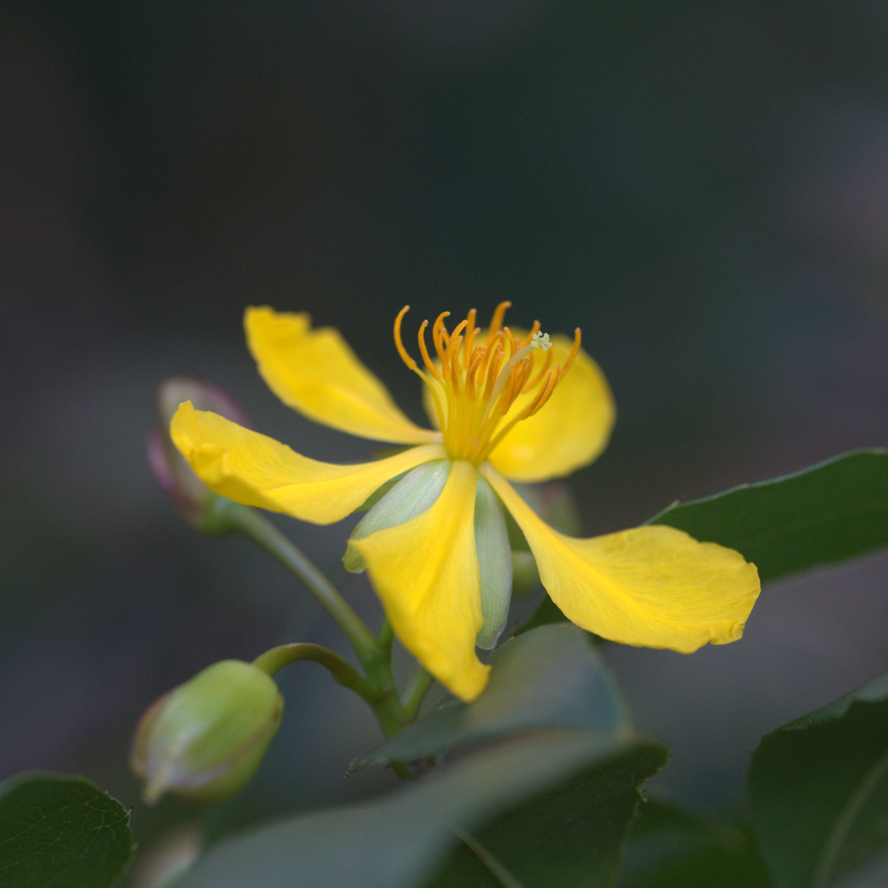 Image of Mickey Mouse plant