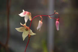 Image of Heliamphora nutans Benth.