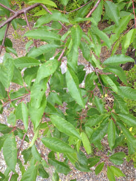 Image of pin cherry