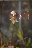 Image of Heliamphora nutans Benth.