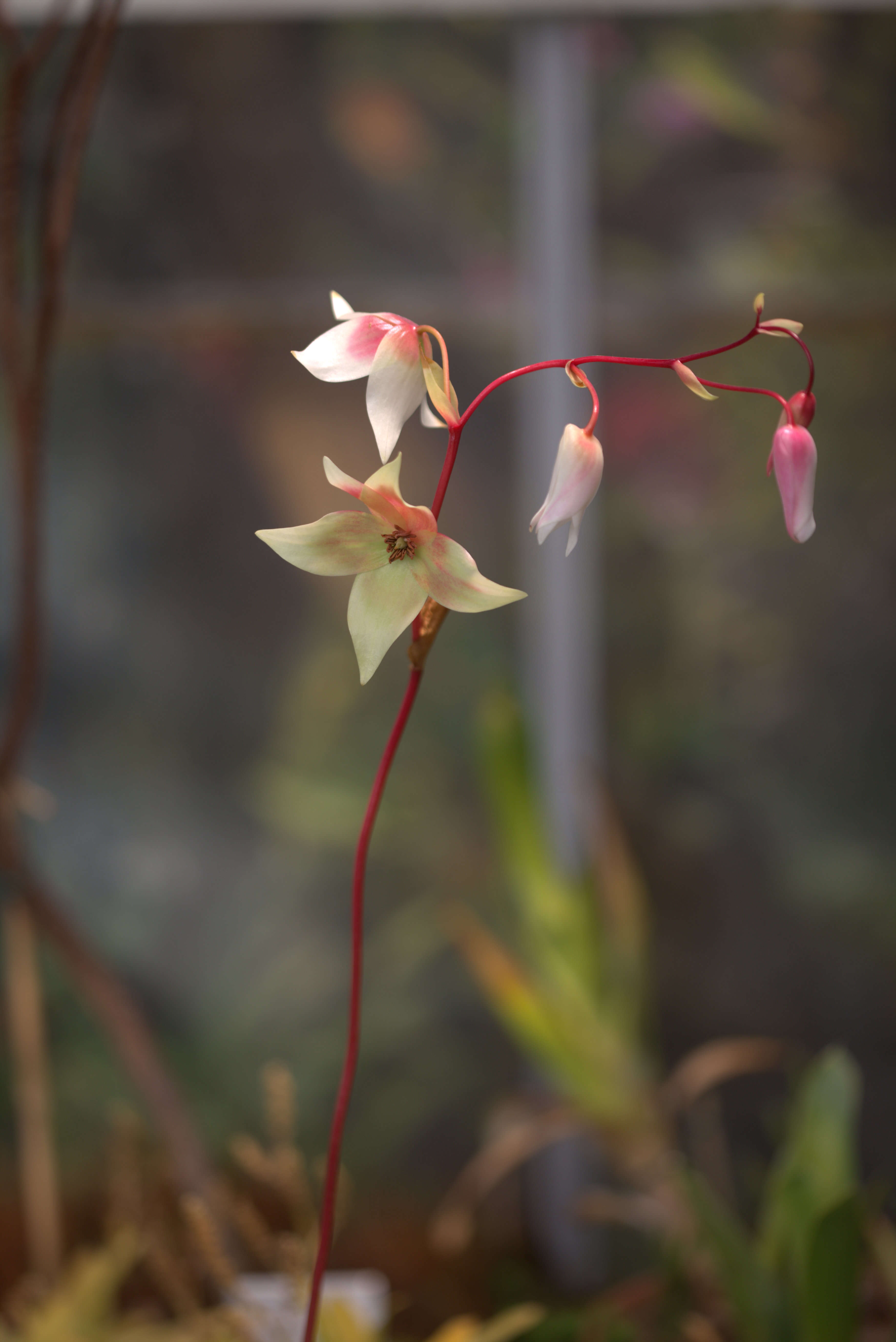 Imagem de Heliamphora nutans Benth.