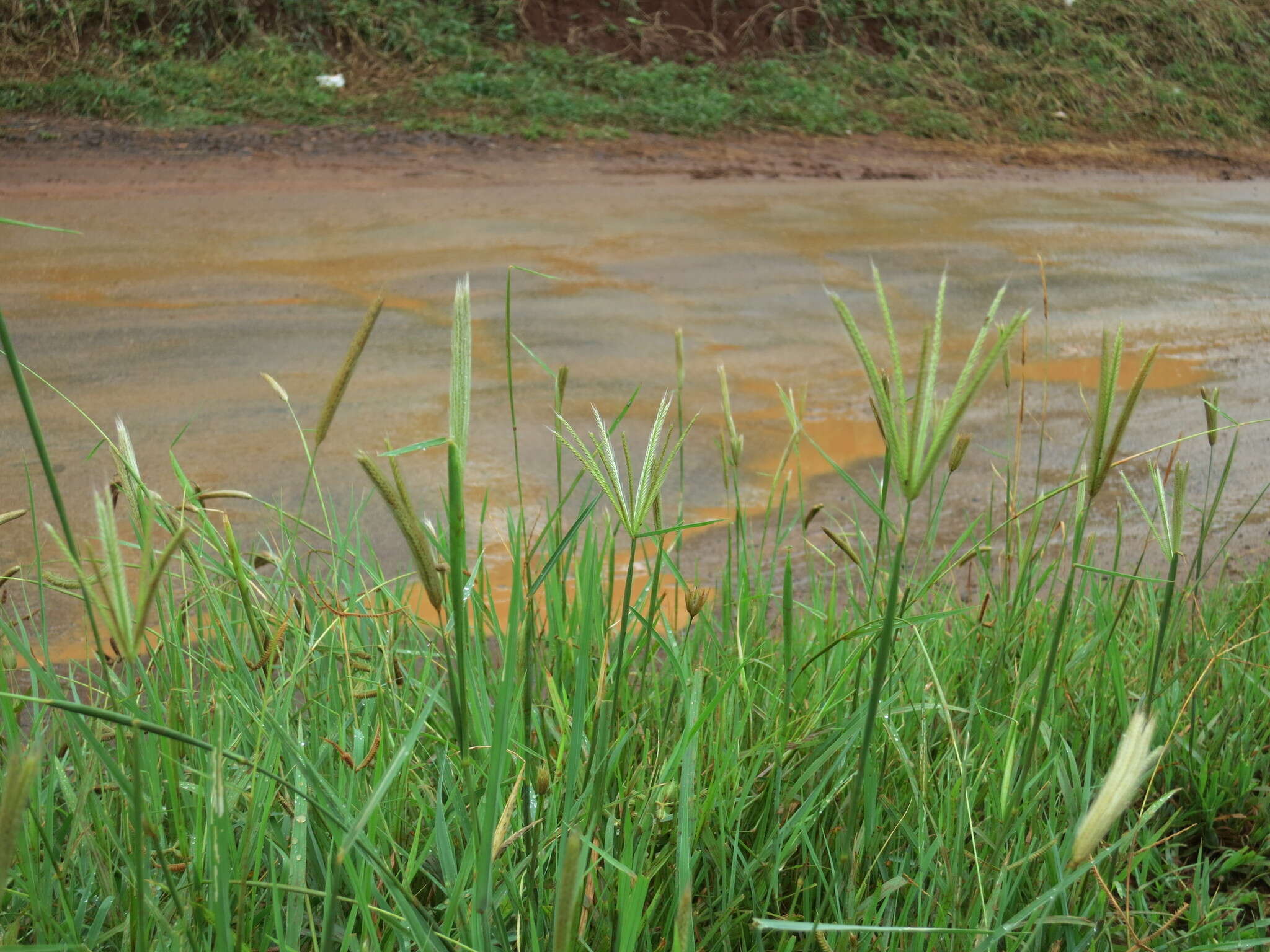 Image of Prieur's umbrellagrass