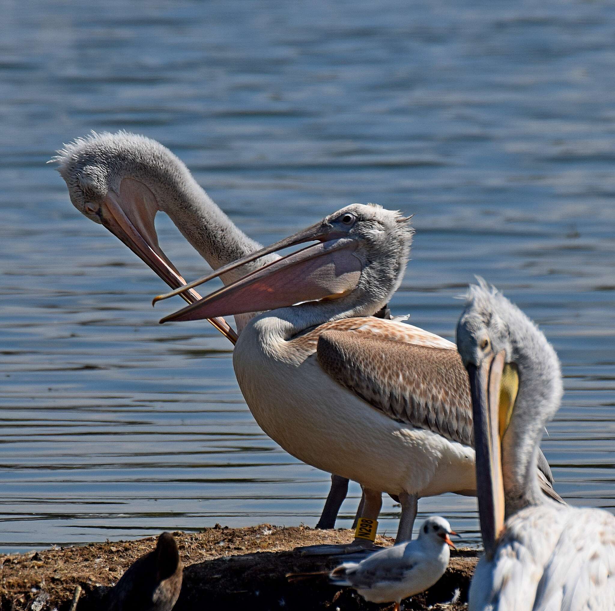 Image of Dalmatian Pelican