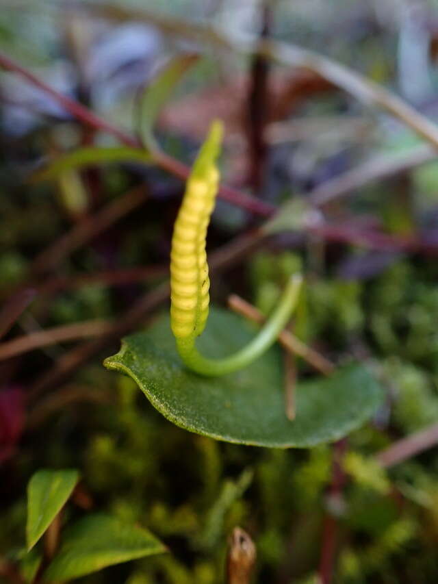 Image of Ophioglossum austroasiaticum Nishida