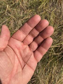 Image of shortbristle needle and thread