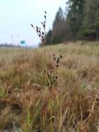 Слика од Juncus alpinoarticulatus Chaix