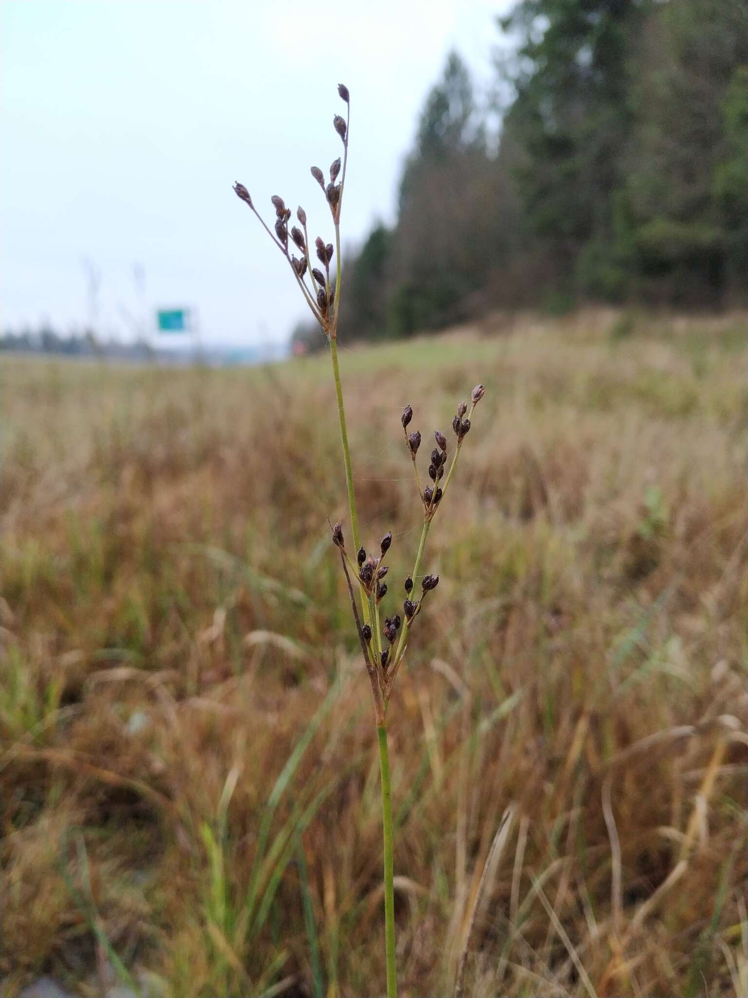 Imagem de Juncus alpinoarticulatus Chaix