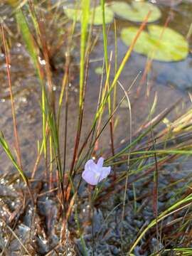 Image of lavender bladderwort