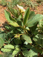 Image of Dwarf yellow hibiscus